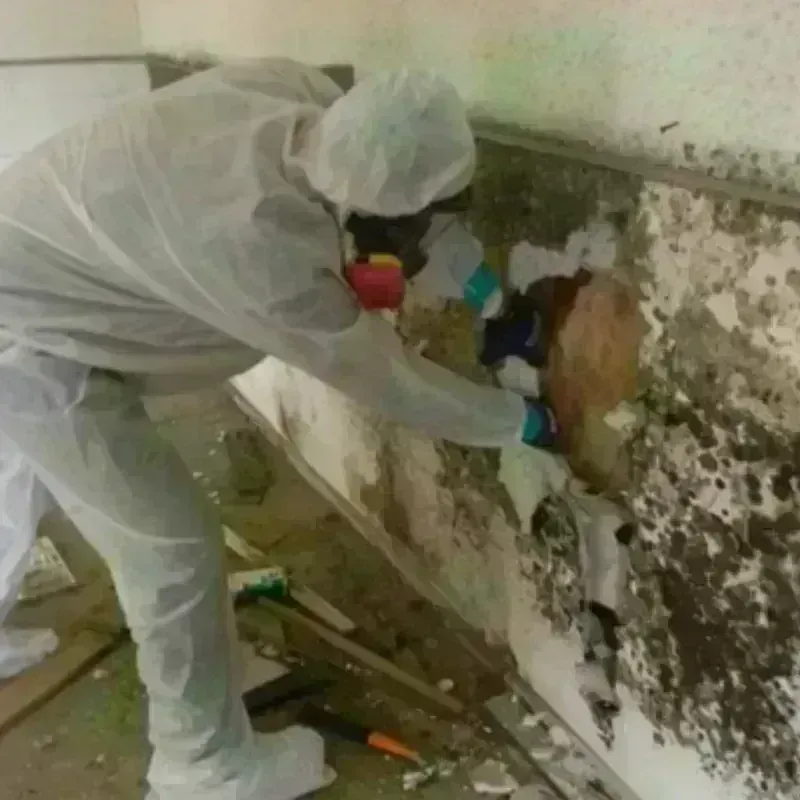 Mold Remediation and Removal in Visalia, CA